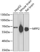 Anti-MPP2 antibody used in Western Blot (WB). GTX33322