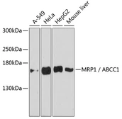 Anti-MRP1 antibody used in Western Blot (WB). GTX33323