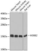 Anti-MSRB2 antibody used in Western Blot (WB). GTX33327