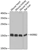 Anti-MSRB2 antibody used in Western Blot (WB). GTX33327