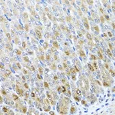 Anti-MTX2 antibody used in IHC (Paraffin sections) (IHC-P). GTX33333