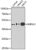 Anti-Muscleblind-like 1 antibody used in Western Blot (WB). GTX33335