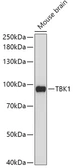Anti-NAK / TBK1 antibody used in Western Blot (WB). GTX33343