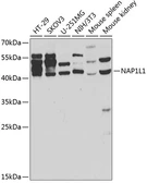Anti-NAP1L1 antibody used in Western Blot (WB). GTX33344