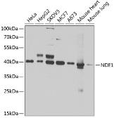 Anti-NDE1 antibody used in Western Blot (WB). GTX33347