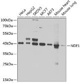 Anti-NDE1 antibody used in Western Blot (WB). GTX33347