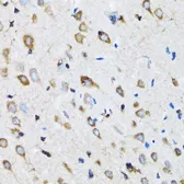 Anti-NDE1 antibody used in IHC (Paraffin sections) (IHC-P). GTX33347