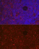 Anti-NFAT1 antibody used in IHC (Paraffin sections) (IHC-P). GTX33354