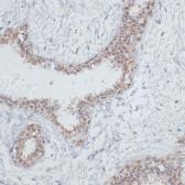 Anti-NOL3 antibody used in IHC (Paraffin sections) (IHC-P). GTX33361