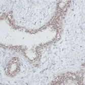 Anti-NOL3 antibody used in IHC (Paraffin sections) (IHC-P). GTX33361