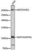 Anti-NOTCH3 antibody used in Western Blot (WB). GTX33362