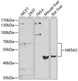 Anti-NR5A2 antibody used in Western Blot (WB). GTX33366