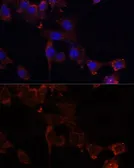 Anti-NRF1 antibody used in Immunocytochemistry/ Immunofluorescence (ICC/IF). GTX33367