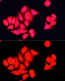 Anti-NRF1 antibody used in Immunocytochemistry/ Immunofluorescence (ICC/IF). GTX33367