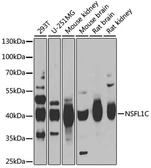 Anti-NSFL1C antibody used in Western Blot (WB). GTX33368