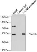 Anti-NSUN6 antibody used in Immunoprecipitation (IP). GTX33369