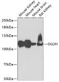 Anti-OGDH antibody used in Western Blot (WB). GTX33374