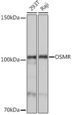 Anti-OSMR antibody used in Western Blot (WB). GTX33376