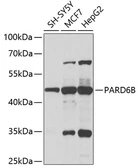 Anti-PARD6B antibody used in Western Blot (WB). GTX33385