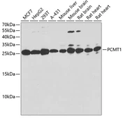 Anti-PCMT1 antibody used in Western Blot (WB). GTX33392