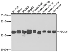 Anti-PDCD6 antibody used in Western Blot (WB). GTX33394
