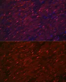 Anti-PGAM2 antibody used in IHC (Paraffin sections) (IHC-P). GTX33406