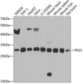 Anti-PGLS antibody used in Western Blot (WB). GTX33407