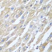 Anti-PPP4R1 antibody used in IHC (Paraffin sections) (IHC-P). GTX33426