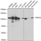 Anti-PSMD2 antibody used in Western Blot (WB). GTX33439