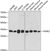 Anti-PSME2 antibody used in Western Blot (WB). GTX33441