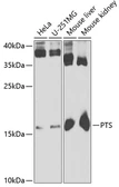 Anti-PTS antibody used in Western Blot (WB). GTX33445