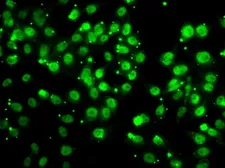 Anti-QKI antibody used in Immunocytochemistry/ Immunofluorescence (ICC/IF). GTX33450