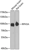 Anti-Rabphilin 3A antibody used in Western Blot (WB). GTX33452