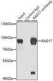 Anti-Rad17 antibody used in Immunoprecipitation (IP). GTX33453