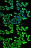 Anti-RBBP5 antibody used in Immunocytochemistry/ Immunofluorescence (ICC/IF). GTX33461