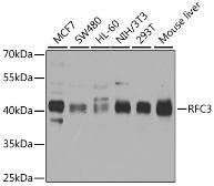 Anti-RFC3 antibody used in Western Blot (WB). GTX33464