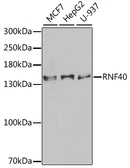 Anti-RNF40 antibody used in Western Blot (WB). GTX33467