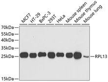 Anti-RPL13 antibody used in Western Blot (WB). GTX33472