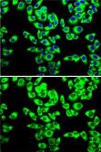 Anti-RPL14 antibody used in Immunocytochemistry/ Immunofluorescence (ICC/IF). GTX33473
