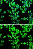 Anti-RPL14 antibody used in Immunocytochemistry/ Immunofluorescence (ICC/IF). GTX33473