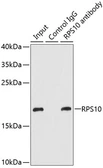Anti-RPS10 antibody used in Immunoprecipitation (IP). GTX33475
