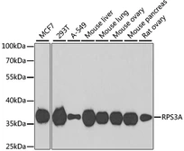 Anti-RPS3A antibody used in Western Blot (WB). GTX33478