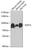Anti-RUFY1 antibody used in Western Blot (WB). GTX33481