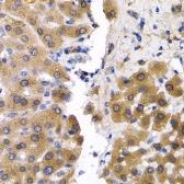 Anti-SCP2 antibody used in IHC (Paraffin sections) (IHC-P). GTX33487