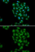 Anti-Phospholipid Scramblase 1 antibody used in Immunocytochemistry/ Immunofluorescence (ICC/IF). GTX33488