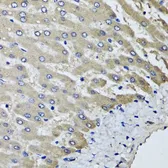 Anti-SCYL1 antibody used in IHC (Paraffin sections) (IHC-P). GTX33489