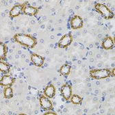 Anti-SIGMAR1 antibody used in IHC (Paraffin sections) (IHC-P). GTX33496