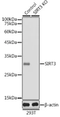 Anti-SIRT3 antibody used in Western Blot (WB). GTX33499