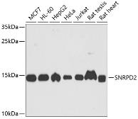 Anti-SNRPD2 antibody used in Western Blot (WB). GTX33510
