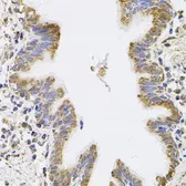 Anti-SPR antibody used in IHC (Paraffin sections) (IHC-P). GTX33517